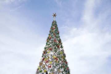 Fototapeta premium Australischer Weihnachtsbaum im Sommer in Sydney