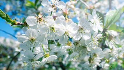 Springtime. Apple blossom. Beautiful gentle spring background. lush white flowers