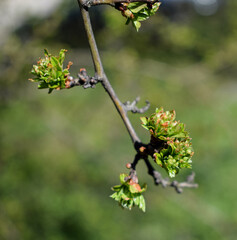 Awakening life in spring