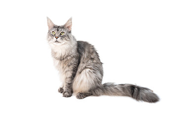Grey Maine Coon cat sits on a white background