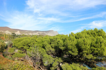 Fototapeta na wymiar Landscape with pine tree forest, mountains and blue sky