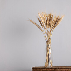 Spikelets of wheat in a glass vase on a gray background.