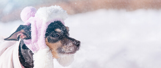 Funny dog, closeup portrait in snowy weather outdoors, banner.