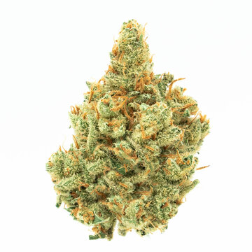 Cannabis Marijuana on white background