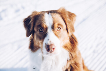 Portrait eines sehr schönen Hundes im Schnee im Winter am Berg, Australian Shepherd