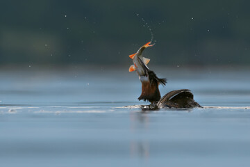 Great crested grebe eating fish in the water