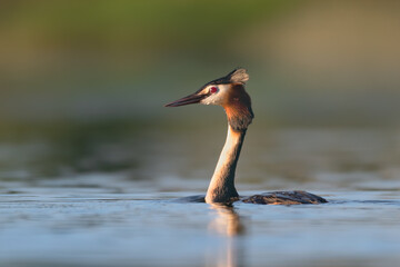 Great crested grebe in the water