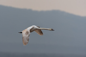 Fototapeta na wymiar Flying swan