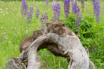 Three Bobcat Kittens on a Log in a Wildflower Field