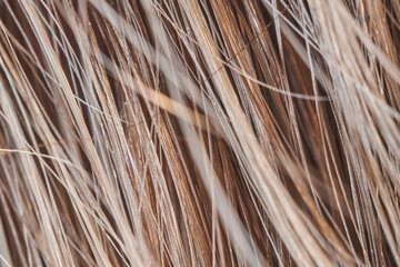 Macro shot of blond female hair structure