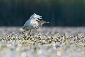 Squacco heron dancing at shore.