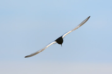 White winged tern flying in blue sky.