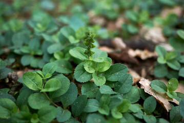 Veronica officinalis 