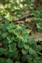 Veronica officinalis 