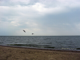 Seagull flies in the sky over the sea off the coast. 
