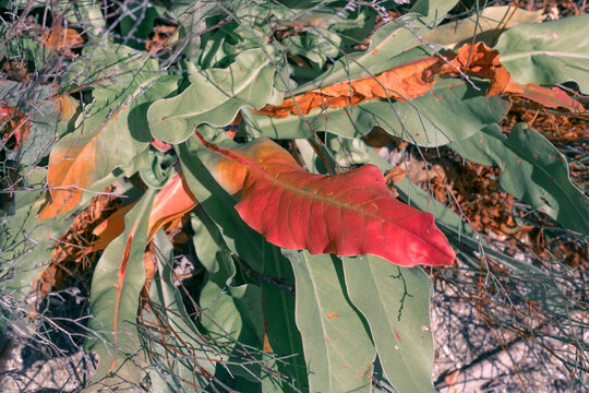 Colors of nature concept: mixture of leaves green and red