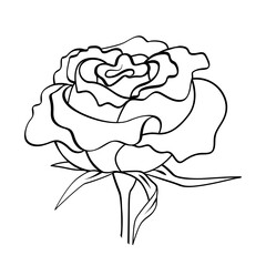 Rose flower isolated on white background. Blooming bud, leaves, black outline hand drawn sketch. Vector element for natural, wedding design, plant, botanical illustration, coloring book, tattoo.