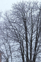 Fototapeta na wymiar Trees covered with snow