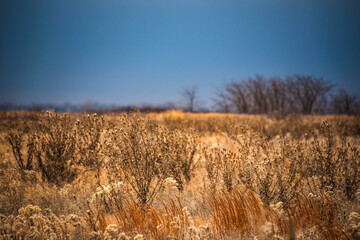 Obraz premium Kansas Prairie