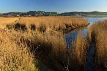 St Ouen's pond, Jersey, U.K. Winter morning marshland.