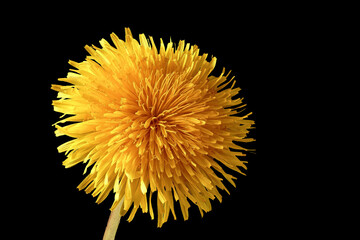 Dandelion - Taraxacum officinale - on black background © Harry