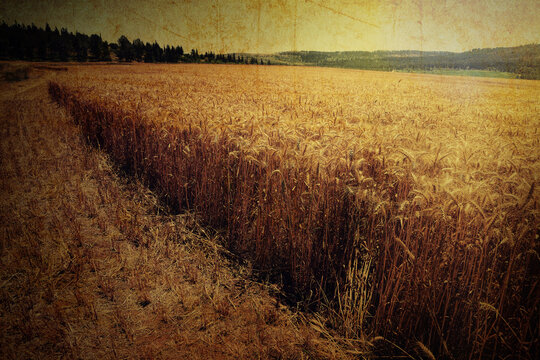 Ripe wheat field. Harvest gathering on countryside. Farming landscape. Old paper texture. Vintage style image