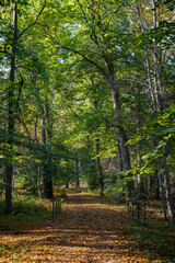 Trees and fallen leaves on a footpath in the forest at the Aulanko nature reserve in Hämeenlinna, Finland, on a sunny day at autumn.