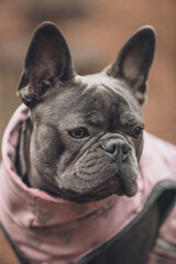 close portrait of small grey french bulldog in pink suit