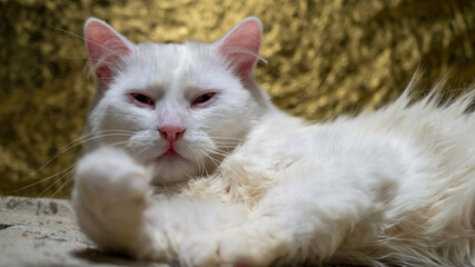 Naklejka premium portrait of a Turkish angora that lies on a golden background