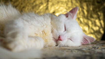 portrait of a Turkish angora that sleeping on a golden background.
