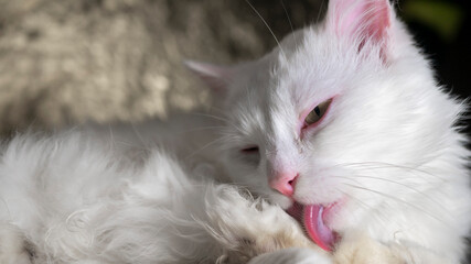White cat licks itself on a golden background.