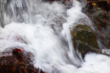 Flooded forest stream in winter