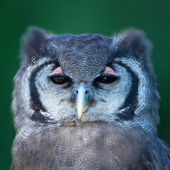 Verreaux's eagle-owl (Bubo lacteus). Milky eagle owl or giant eagle owl. BUHO LECHOSO