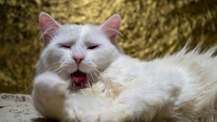 portrait of a Turkish angora . The cat yawned widely. low light