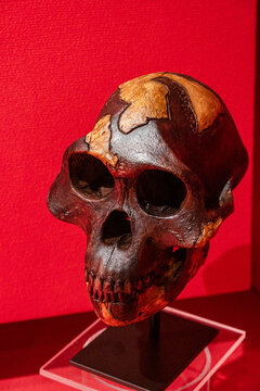 A. afarensis, Lucy skull replica, Museo Comarcal de Molina de Aragón, Guadalajara, Spain