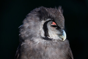 Verreaux's eagle-owl (Bubo lacteus). Milky eagle owl or giant eagle owl. BUHO LECHOSO