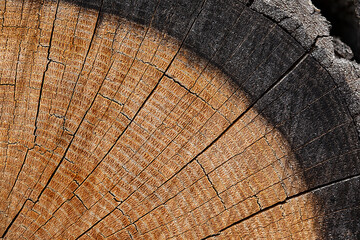 A perfectly round sawn tree with tree rings and cracks. Wood texture.