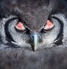 Verreaux's eagle-owl (Bubo lacteus). Milky eagle owl or giant eagle owl. BUHO LECHOSO