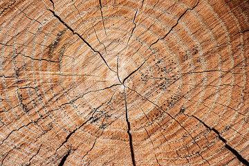 Fototapeta premium A perfectly round sawn tree with tree rings and cracks. Wood texture.