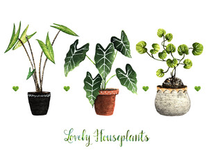 Watercolor illustration, lovely houseplants, postcard for you, handmade, white background, set