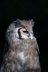 Verreaux's eagle-owl (Bubo lacteus). Milky eagle owl or giant eagle owl. BUHO LECHOSO