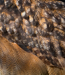 Eurasian eagle-owl - BUHO REAL  (Bubo bubo)
