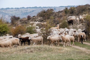 Naklejka na ściany i meble flock of sheep, Gollorio, Guadalajara, Spain