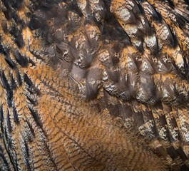 Eurasian eagle-owl - BUHO REAL  (Bubo bubo)
