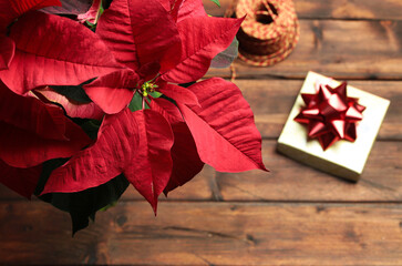 Fiore rosso della stella di Natale, noto anche come la stella di Natale o stella di Bartolomeo isolato su fondo in legno. Concetto di vacanze invernali di Natale