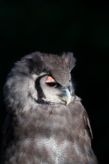 Verreaux's eagle-owl (Bubo lacteus). Milky eagle owl or giant eagle owl. BUHO LECHOSO