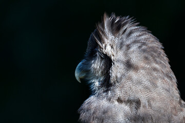 Verreaux's eagle-owl (Bubo lacteus). Milky eagle owl or giant eagle owl. BUHO LECHOSO