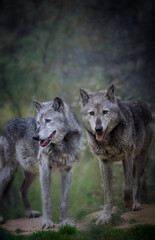 Fototapeta premium A pair of wolves in the dark forest