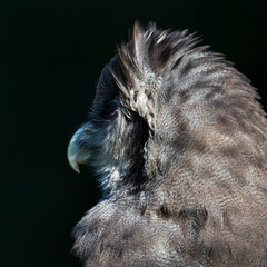 Verreaux's eagle-owl (Bubo lacteus). Milky eagle owl or giant eagle owl. BUHO LECHOSO