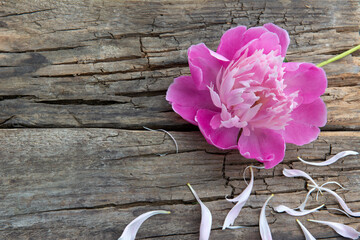 Flower peony on a beautiful old wooden board. High quality photo